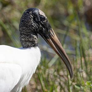 USA, Florida, Everglades National Park. Portrait of an endangered wood stork. Credit as