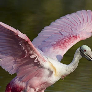 USA, Florida, Everglades National Park. Roseate spoonbill with wings spread. Credit as