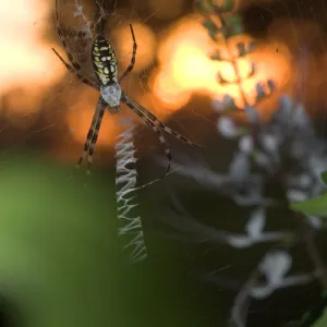 USA, Florida, Female black and yellow argiope in web at sunset, Argiope aurantia