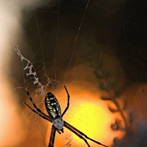 USA, Florida, Female black and yellow argiope in web at sunset, Argiope aurantia
