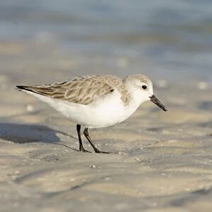 USA, Florida, Ft. Myers Beach, Sanderling (Calidris alba)