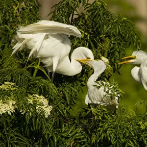 USA, Florida, Gatorland. Great egret chicks being fed by parent