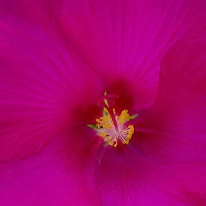 USA, Florida. Hibiscus flower