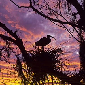 USA, Florida. Ibis on nest at sunset. Credit as: Nancy Rotenberg / Jaynes Gallery / DanitaDelimont