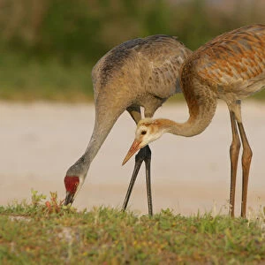USA, Florida, Indian Lake Estates. Sandhill crane colt waits for food from parent