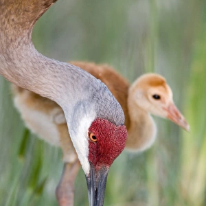 USA, Florida, Indian Lake Estates. Close-up of sandhill crane and chick at nest. Credit as