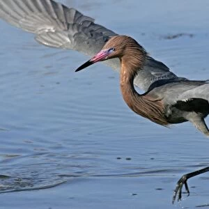 USA, Florida, Lee County. Reddish egret (Egretta rufescens) dancing as it fishes