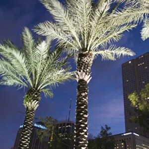 USA, Florida, Miami: Downtown, Financial District and Palms / Dawn