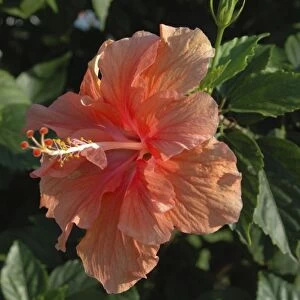 USA; Florida; New Smyrna Beach; close-up of peach Hibiscus