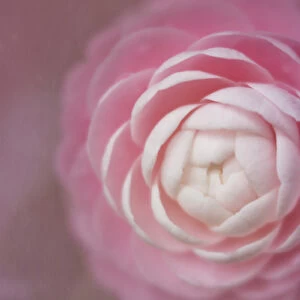 USA, Florida. Pink camellia close-up. Credit as: Kathleen Clemons / Jaynes Gallery / DanitaDelimont