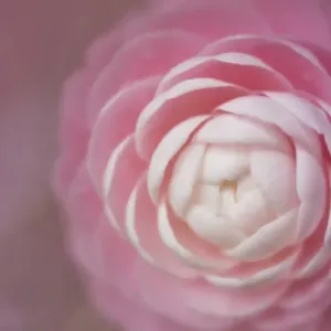 USA, Florida. Pink camellia close-up. Credit as: Kathleen Clemons / Jaynes Gallery / DanitaDelimont