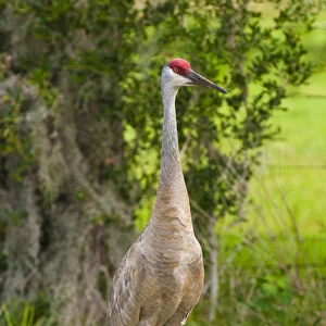 USA, Florida. Sandhill Crane (Grus canadensis) Everglades Florida