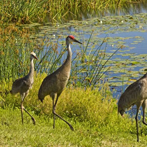 USA, Florida. Sandhill crane parents and young