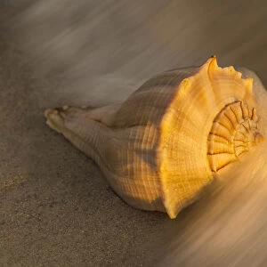 USA, Florida, Sanibel Island. Lightning whelk shell on beach sand