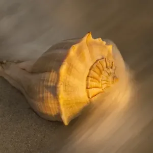 USA, Florida, Sanibel Island. Lightning whelk shell on beach sand