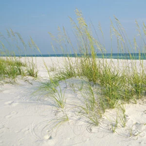 USA, Florida, Shell Island, St. Andrews SRA, Panama City, Sea Oats on Sand dunes