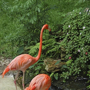 USA, Florida, Silver Springs Nature Theme Park, pink flamingoes