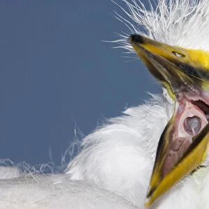 USA, Florida, St. Augustine. Close-up of great egret chick starting a yawn. Credit as