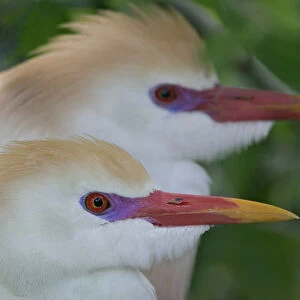 USA, Florida, St. Augustine. Portrait of two cattle egrets in breeding plumage at St