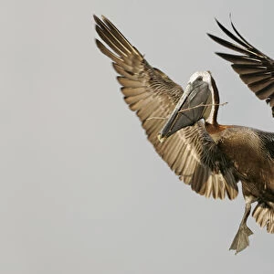 USA, Florida, Tierra Verde, Little Bird Key. Brown pelican flying with nest-building material