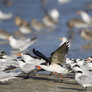 USA, Fort De Soto Park, Pinellas County, St. Petersburg, Florida. A black skimmer preparing to fly