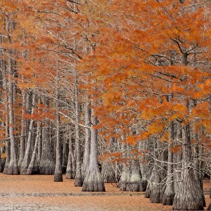 USA, George Smith State Park, Georgia. Fall cypress trees