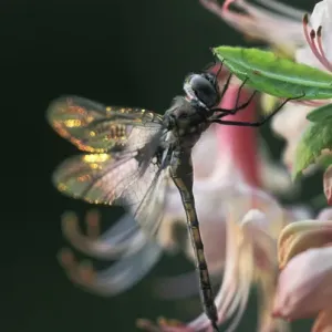 USA, Georgia, Close-up of dragonfly Backlit on Azalea USA, Georgia, Close-up of dragonfly Backlit on Azalea
