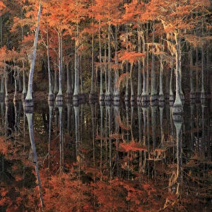 USA, Georgia, Cypress trees with reflections in the fall