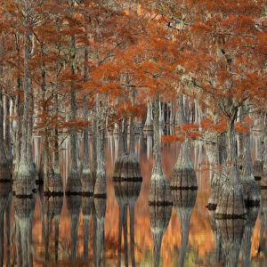 USA; Georgia; Fall cypress trees at George Smith State Park