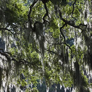 USA, Georgia, Jekyll Island, live oak trees