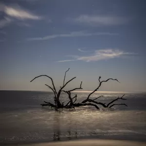 USA, Georgia, Jekyll Island, Sunset at Driftwood Beach and the petrified trees