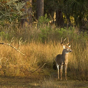 USA, Georgia, Savannah. Buck in the hardwood forest at Skidaway Island Sate Park