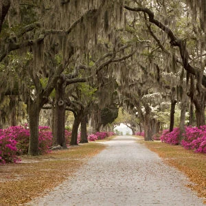 USA; Georgia; Savannah; Drive in Historic Bonaventure Cemetery in the spring