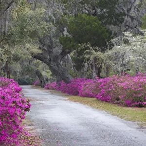 USA, Georgia, Savannah, Drive in Historic Bonaventure Cemetery in the spring