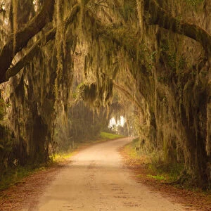 USA; Georgia; Savannah; Savannah Wildlfe Refuge; Moss draped oaks along drive at