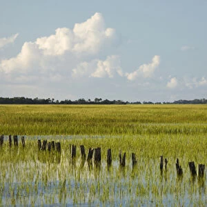 USA; Georgia; Savannah; Tidal marsh with pilings