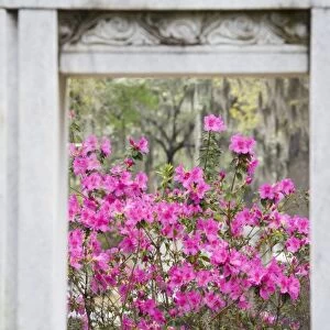 USA, Georgia, Savannah. View thru gravestone with blooming azaleas in Bonaventure Cemetery