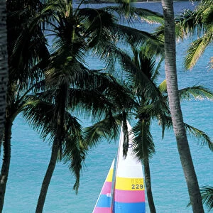 USA, Hawaii. Catamaran and palm trees