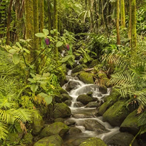 USA, Hawaii, Hawaii Tropical Botanical Garden. Tropical stream cascade over rocks