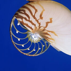 USA, Hawaii. Interior view of a Nautilus shell