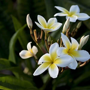 USA, Hawaii, Island of Hawaii, Kailua Kona, Close up of Singapore Plumeria ( Plumeria