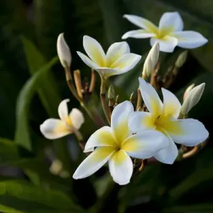 USA, Hawaii, Island of Hawaii, Kailua Kona, Close up of Singapore Plumeria ( Plumeria USA, Hawaii, Island of Hawaii, Kailua Kona, Close up of Singapore Plumeria ( Plumeria