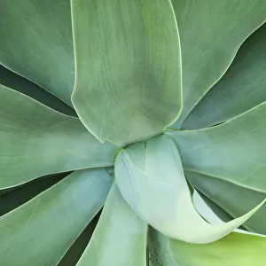 USA, Hawaii, Kauai. Agave plant close-up
