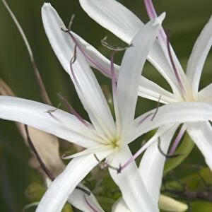 USA, Hawaii, Kauai, Giant Spider Lily. (RF)
