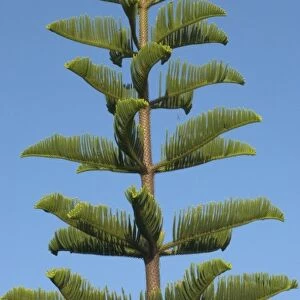 USA, Hawaii, Kauai, tree. (RF)