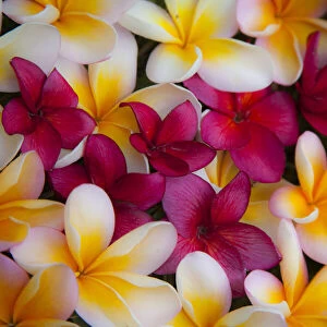 USA, Hawaii, Maui, Kapalua colorful plumeria fallen blooms