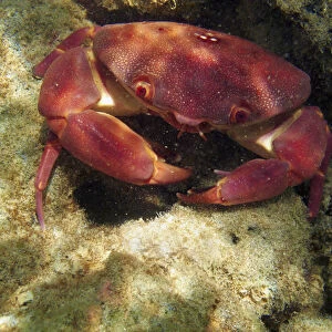 USA, Hawaii, Oahu, Hanauma Bay Nature Preserve - Convex Crab ( Carpilius convexus