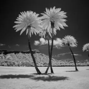 USA, Hawaii, Oahu, Honolulu, Kapiolani Park Diamond Head, Infrared palm trees USA, Hawaii, Oahu, Honolulu, Kapiolani Park Diamond Head, Infrared palm trees