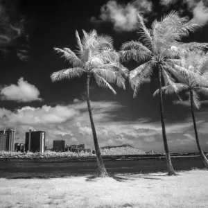 USA, Hawaii, Oahu, Honolulu, Palm trees on the beach USA, Hawaii, Oahu, Honolulu, Palm trees on the beach