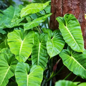 USA; Hawaii; Oahu Philodendrons Growing in Forest Print USA; Hawaii; Oahu Philodendrons Growing in Forest Print
